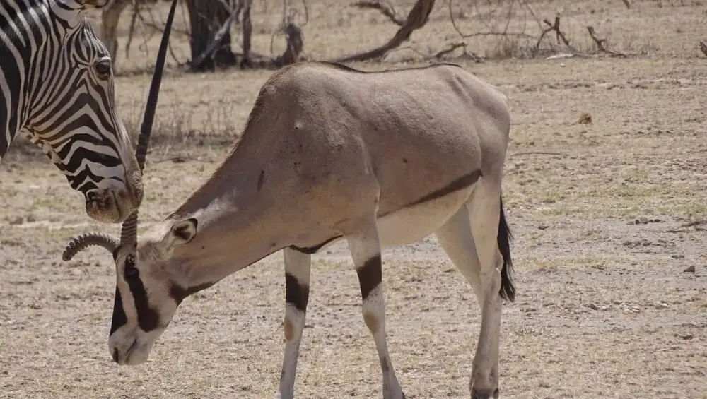 Rescuing the Beisa Oryx – A Community’s Battle Against Extinction